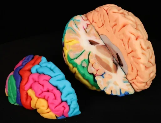 Digihuman Anatomical Education Human Brain Model for Anatomy Learning