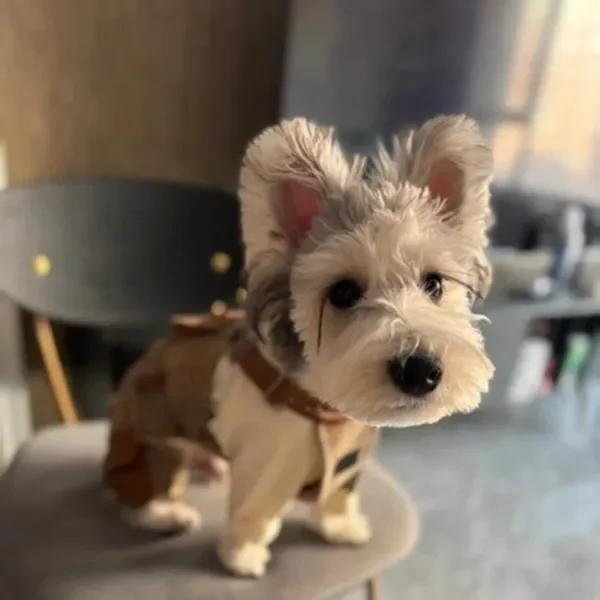 เสื้อผ้าสุนัข สไตล์อังกฤษ ชุดเอี๊ยมลายทางสำหรับสัตว์เลี้ยง ชุดจั๊มสูทแบบสลิงสำหรับลูกสุนัข พร้อมกระเป๋า