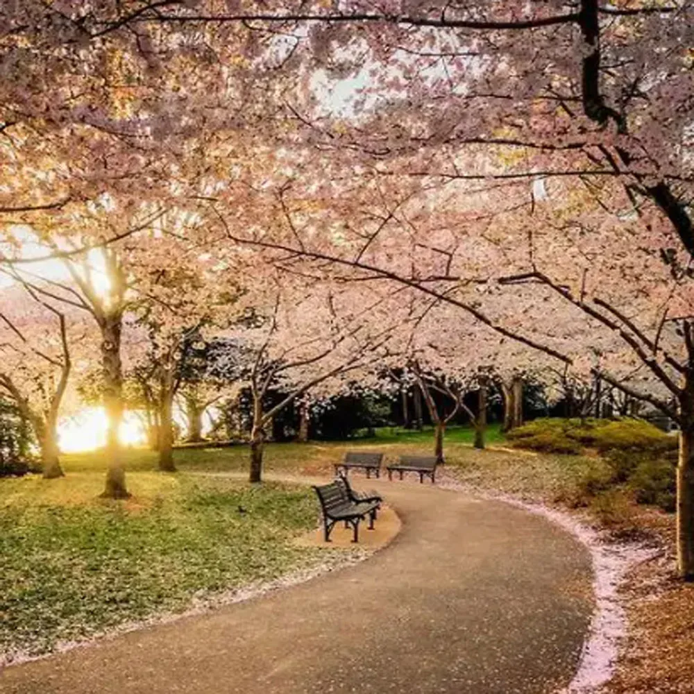 

Защитная полоса для резака Graphtec CE5000 CE6000 CE5000-60 CE5000-120 CE6000-60 CE6000-120 CE7000, защитная полоса для коврика для резки