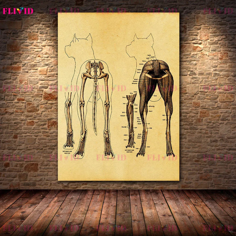 Antique Animal Anatomy Art Poster Print, Scientific Line Art Canvas Painting,Veterinary & Biology Wall Art Home Decor Unframed