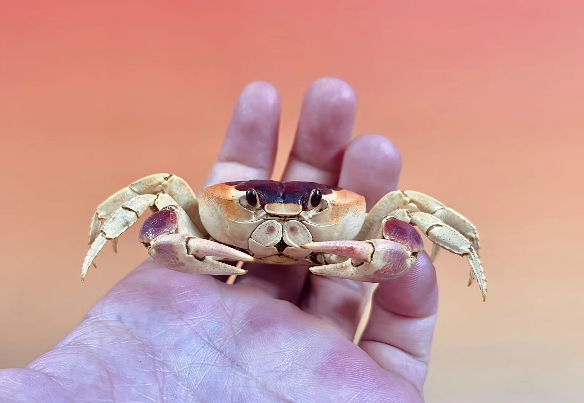 

Gecarcinus lateralis Real Crab Specimen Special Handicrafts Collectors Home Decor Ornament Desk Decoration Customized