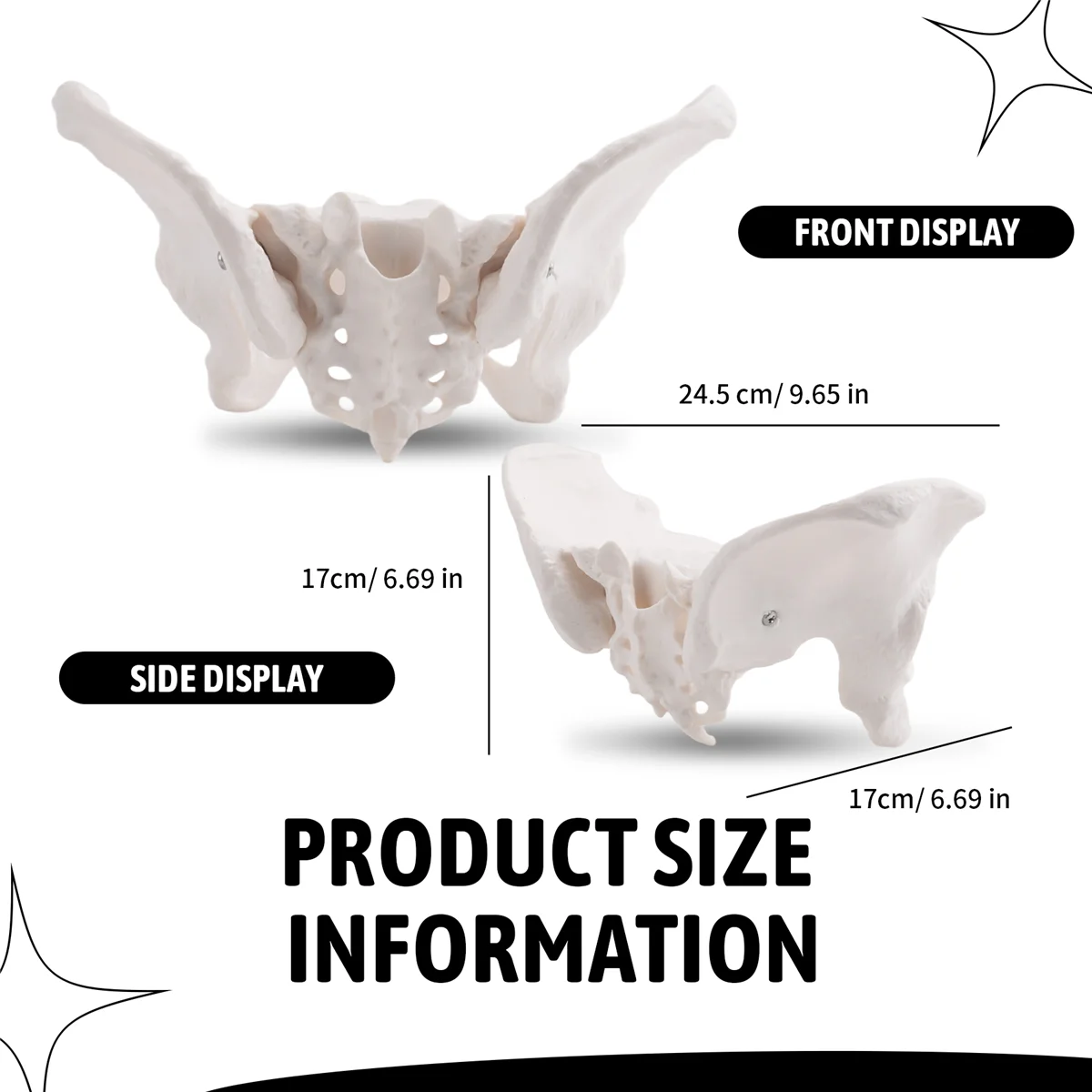 【New User-Coupon!】Medical Teaching Model