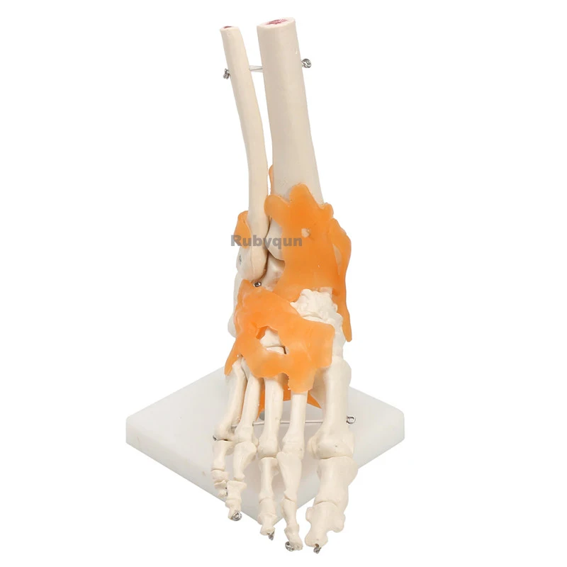 Human Foot Hand Ankle Joint Ligament Model Skeleton Medical Anatomy Teaching Training Model Support Wholesale