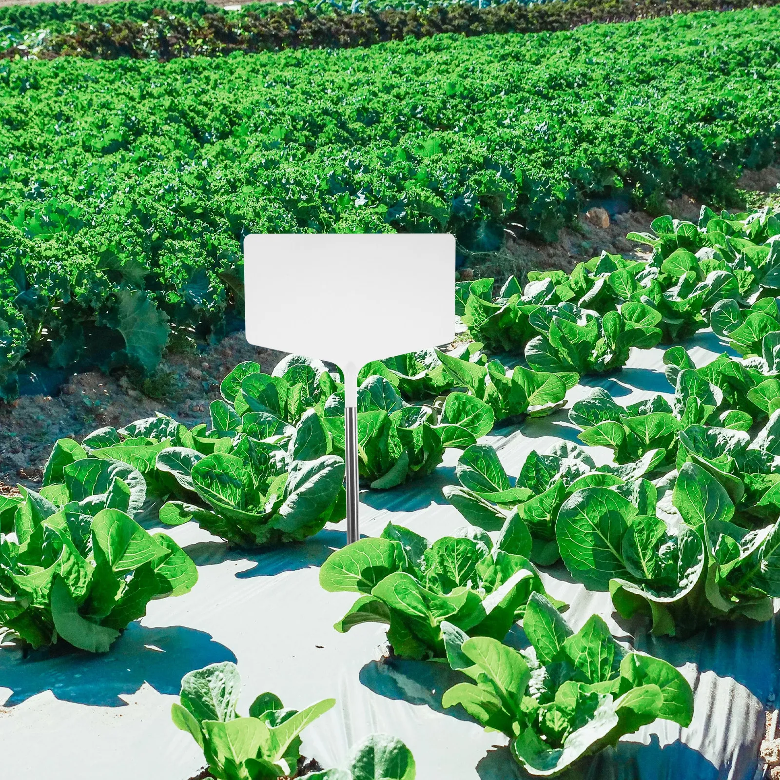 Garden Plant Label Stakes Weatherproof Vegetable Flower Markers Rectangular DIY Identification Sticks