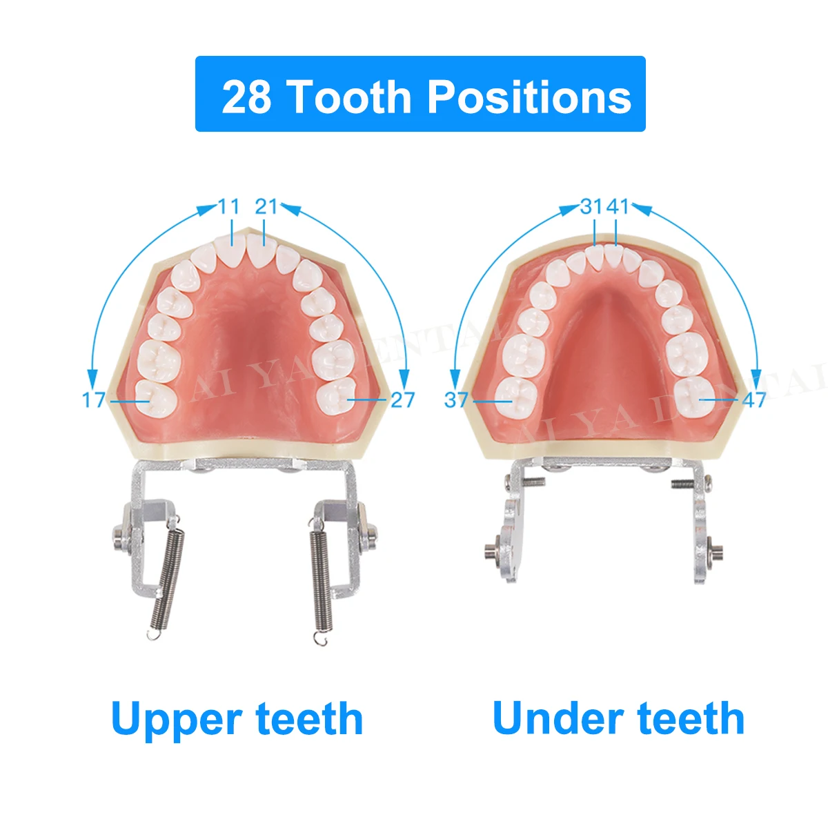 Dentystyczny Model zębów wkręcany do wymiany zębów kompatybilny NISSIN 500 typ do szkolenia przygotowawczego do stomatologii uczyć materiał żywiczny