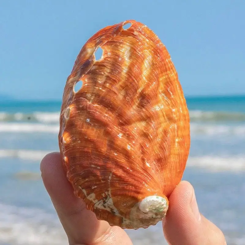 New 2pcs Natural Conch Shell Spotted Colorful Abalone Shell Fish Tank Landscaping Decorative Ornaments Jewelry Storage