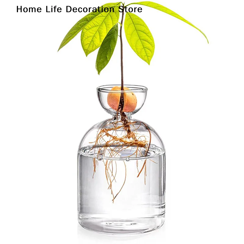 Transparent Avocado Seed Starter Vase-Grow Your Own Avocado Tree Unique Glass Planting Pot for Gardening Lovers Start Your Green