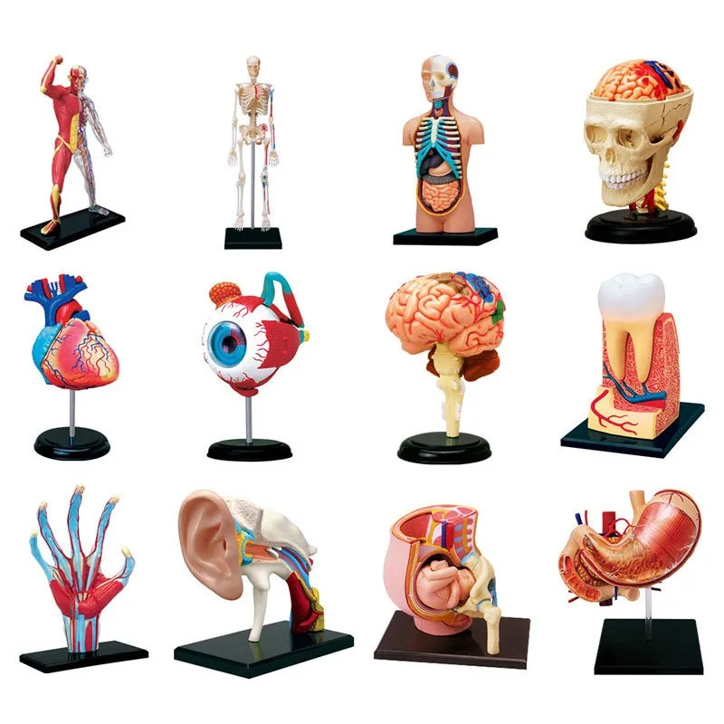 

4D MASTER Human Body Torso Organ Anatomical Model Selection Educational Puzzle Assembling Toy Medical Supplier Teaching