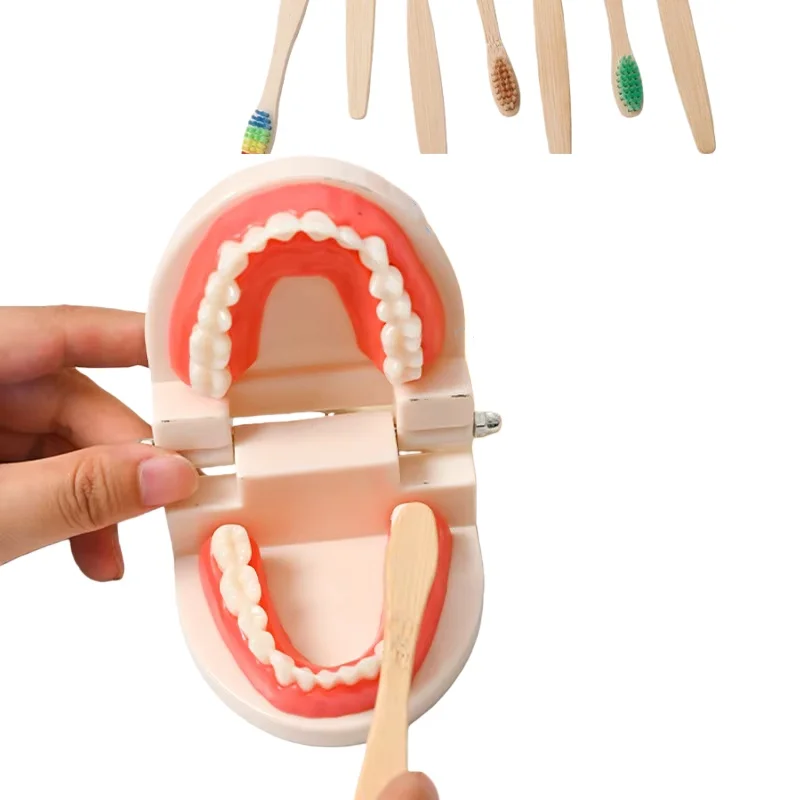 Standard Adult Dental Teeth Model Cleaning Oral Teaching Demonstration Aid Mouth Display Tool Dental Material Consumable