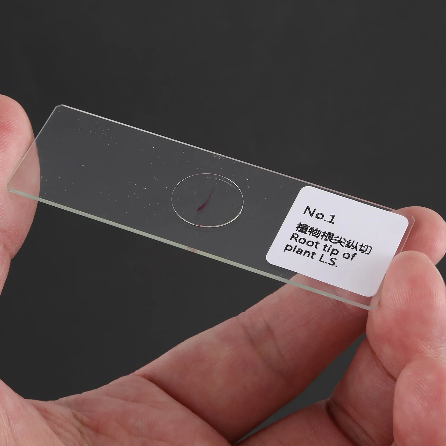 100 قطعة شريحة زجاجية احترافية مجهزة شرائح المجهر عينة تعليمية أقسام الأنسجة البشرية مع صندوق بلاستيكي-AS97