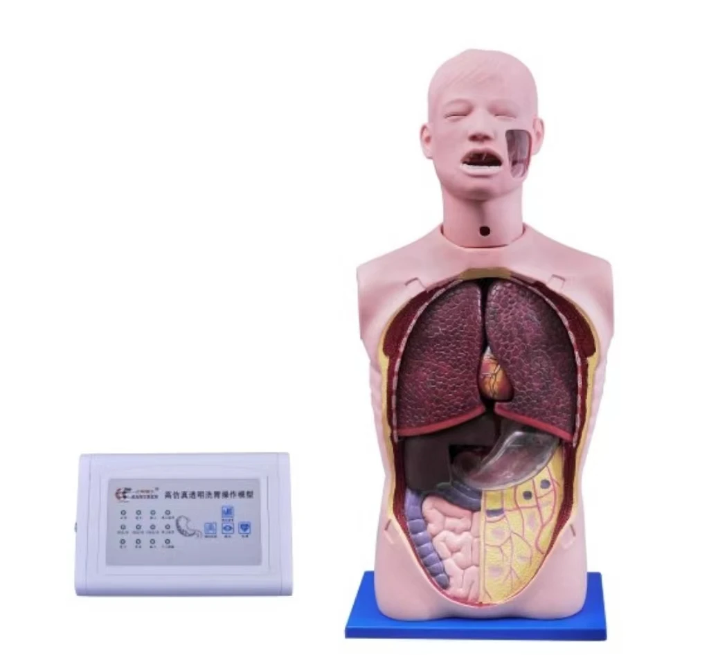 Nasogastric Tube and Tracheal Care Model Medical Science Nursing Simulator Teaching Material for Medicine College and Hospital