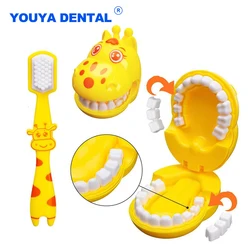 Removable Dental Teeth Model with Brush Demo Teeth Teaching Brushing Model for Learning Dentisty Clinc Gifts