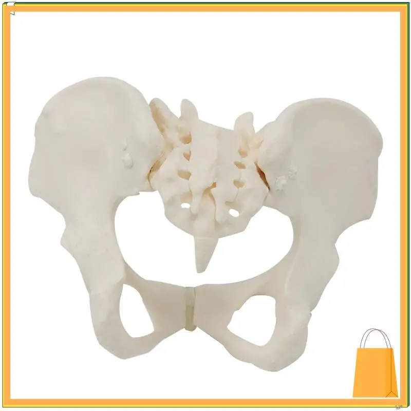 L52A-1 個等身大女性骨盤骨格モデル解剖モデル科学教育用
