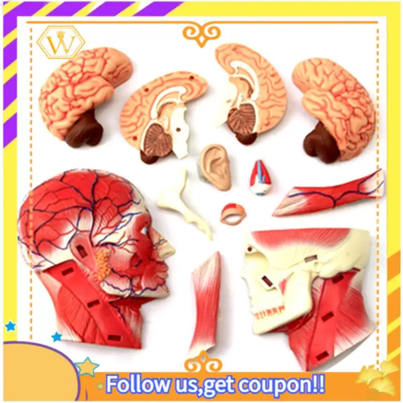 Latest--Torso Human Body Model Education Head Muscles Nerve Organs Model For Student Teaching Study Assembling Model