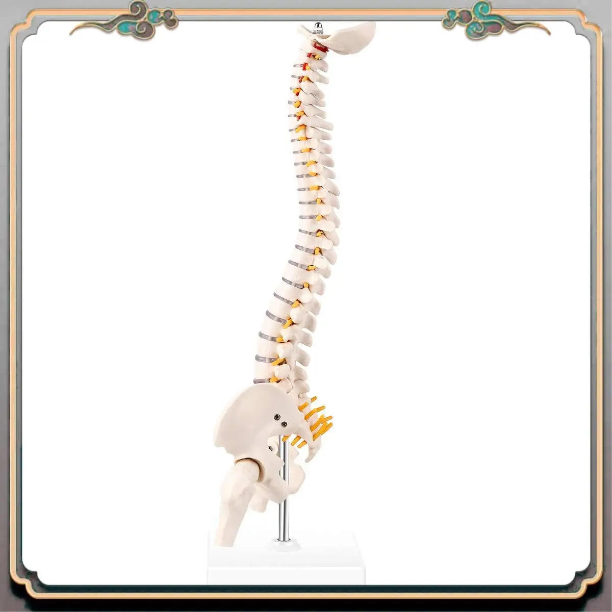 Durable Miniature Spine Anatomy Model, 15.5Inch Mini Vertebral Column Model With Spinal Nerves, Pelvis, Femur, Mounted On A Base