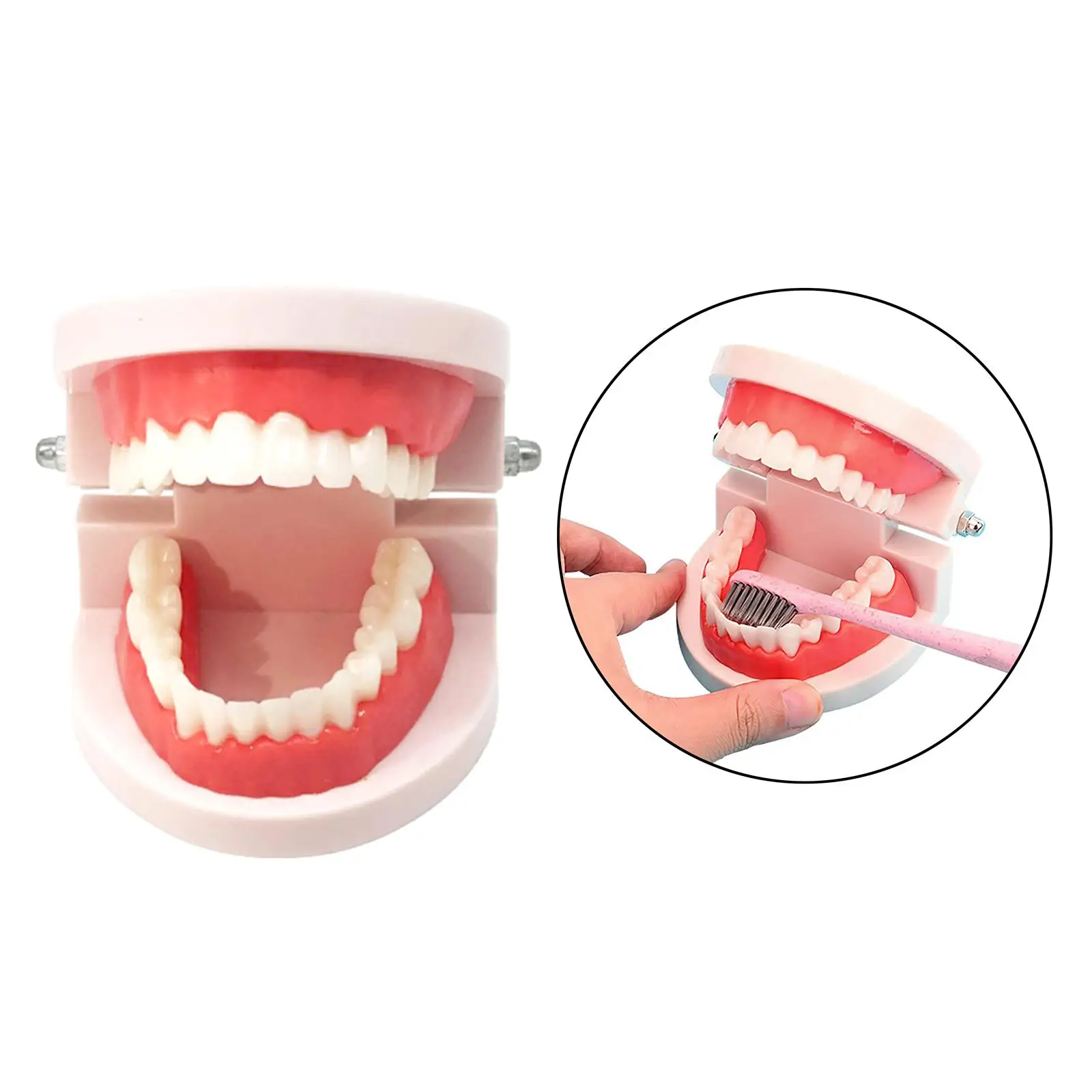 Teeth Cover Teaching Model Plastic Denture Kit for Kids Brushing and Dental Assistant Students Learning