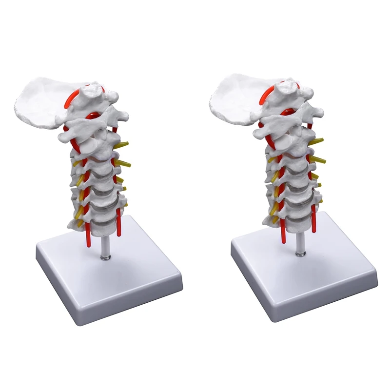 

2X Cervical Vertebra Arteria Spine Spinal Nerves Anatomical Model Anatomy For Science Classroom Study Teaching Model