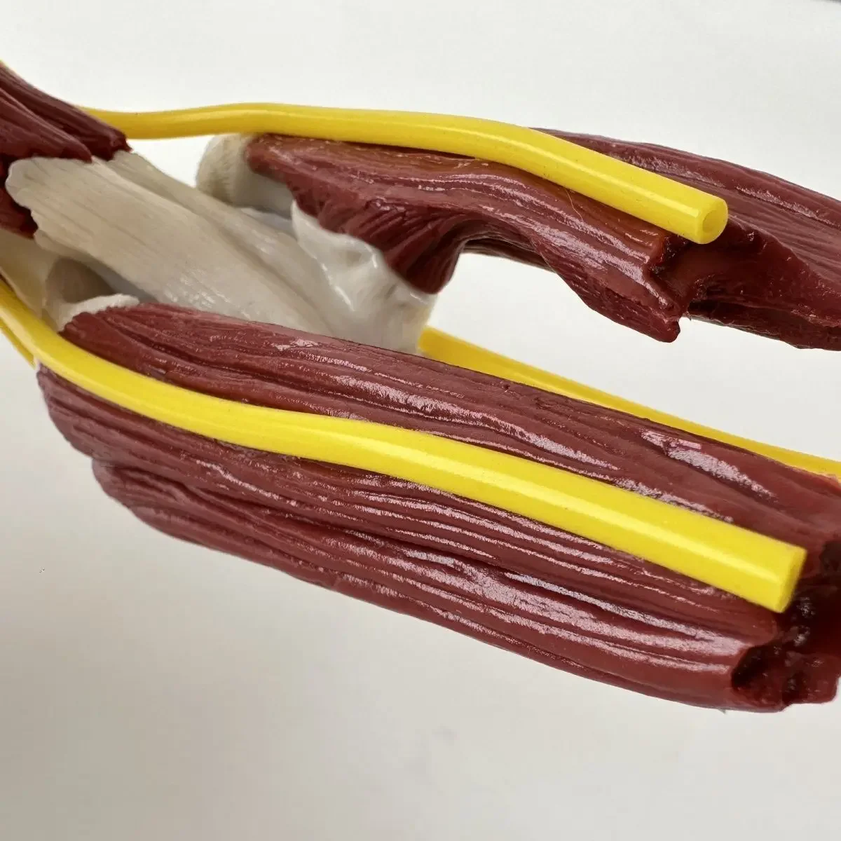 Medical Teaching Explanation Model For Human Elbow Joint Muscle Model, Vascular Ligament Skeleton Skeleton