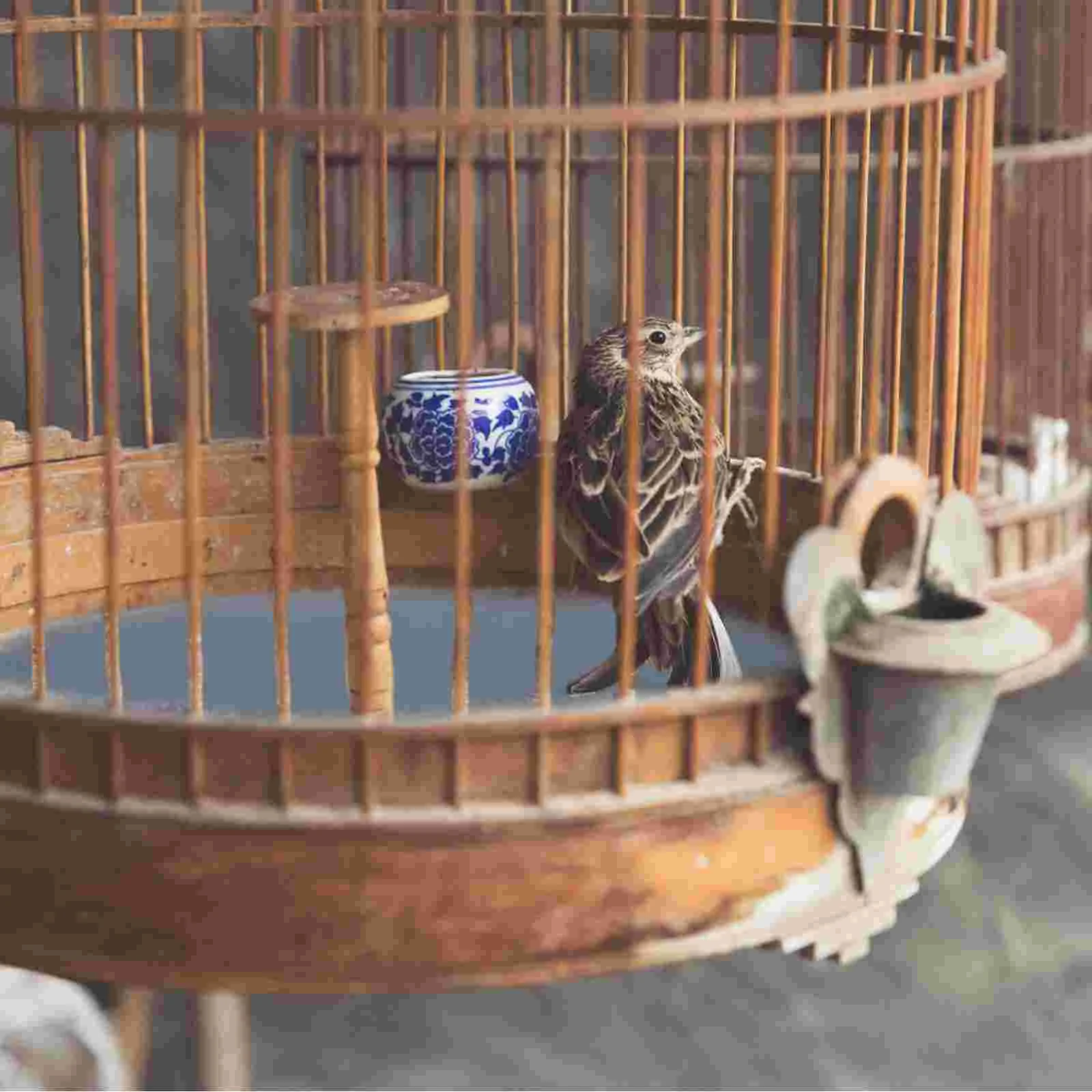 

10pcs Bird Sandpaper Pet Claw Liners 800 Wear Resistant Parrot Cage Mat Keeps Beak Claws Trimmed Cage