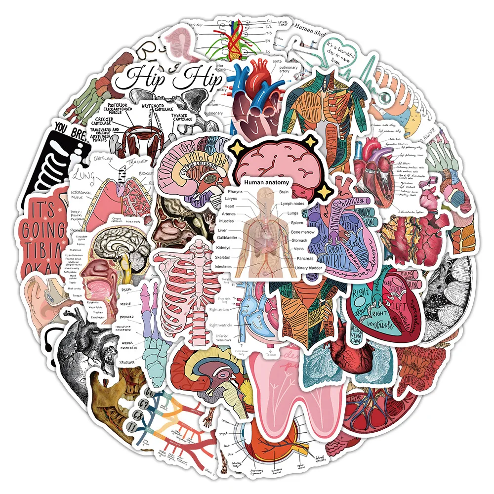 10/50 SZTUK Naklejki z Anatomii Człowieka Organy Człowieka Wiedza Medyczna Graffiti Dekoracja Walizka Notatnik Wodoodporne Naklejki Zabawki