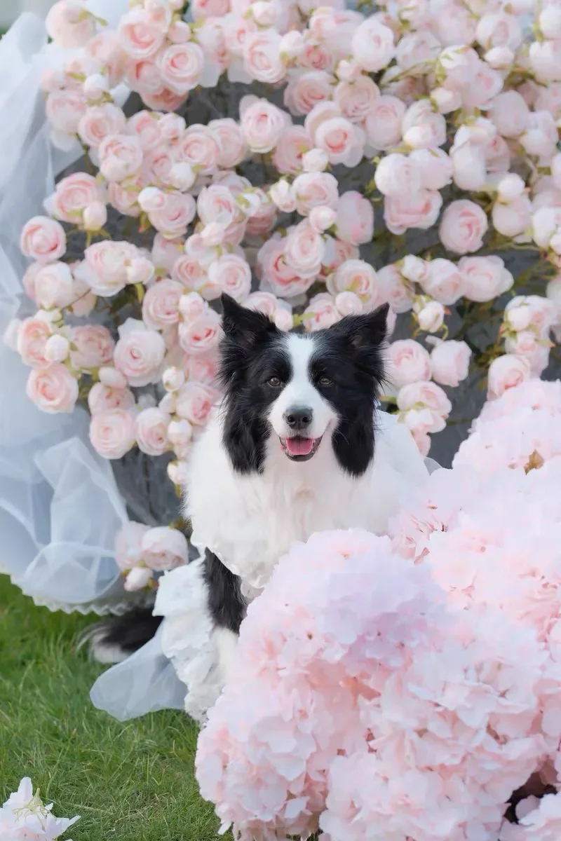 Dog Wedding Dress Tulle Lace Corgi Shiba Golden Hair Samoye Labrador Ceremonial Robe Dress 3kg-32kg Small Medium Large Dogs