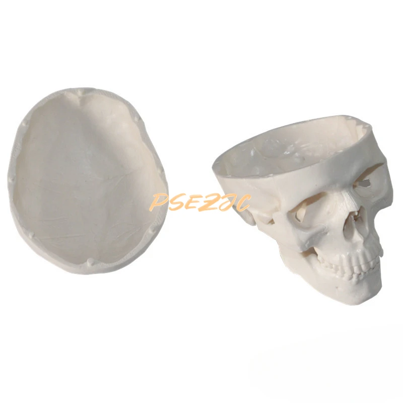 Medical PVC Mini Skull Model Simulation Human Skeleton  Teaching Supplies Cerebro Didáctico  Anatomy