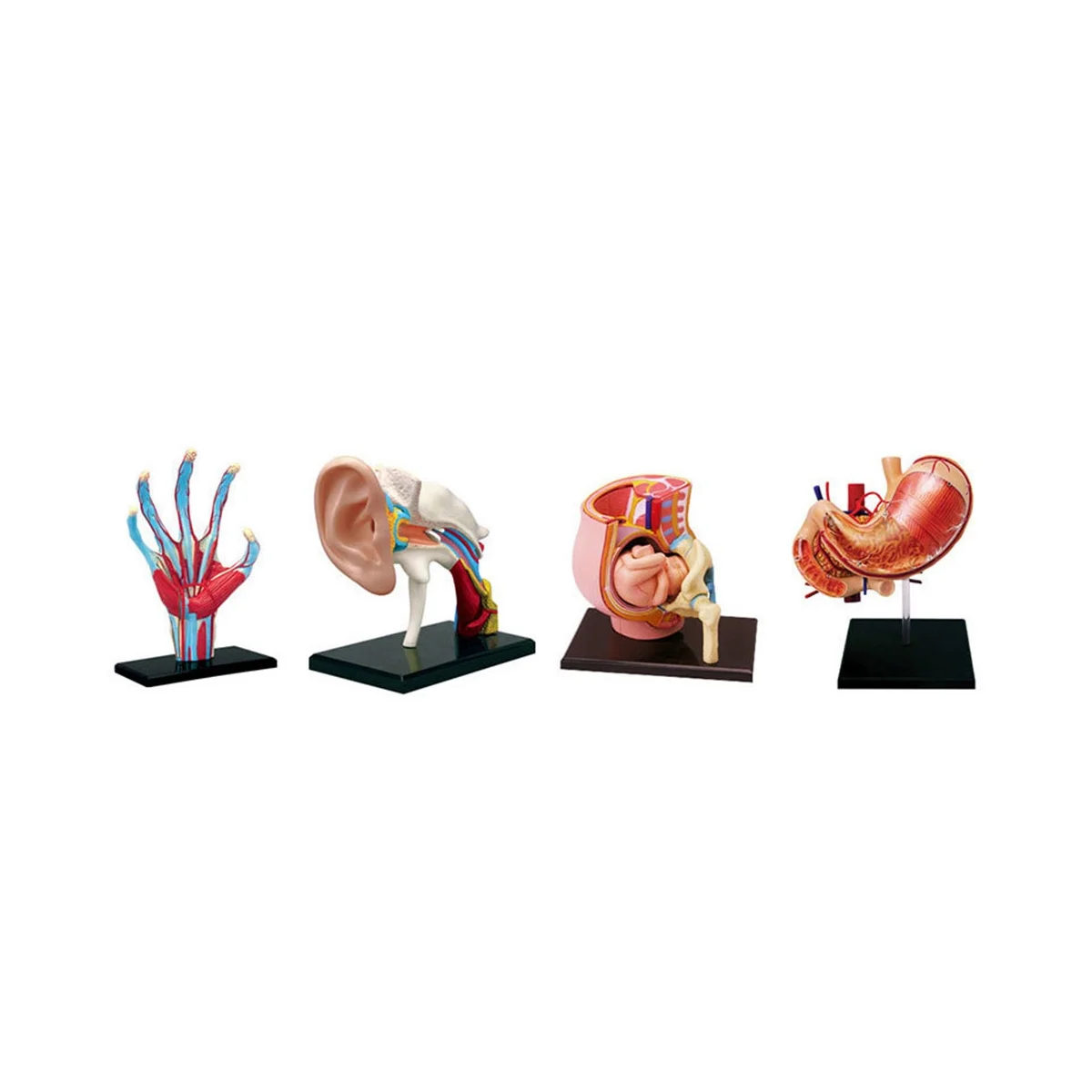 Medical-Torso Human Body Model Removable Parts Education Organs Model for Teaching Study Class Students(Heart Model)