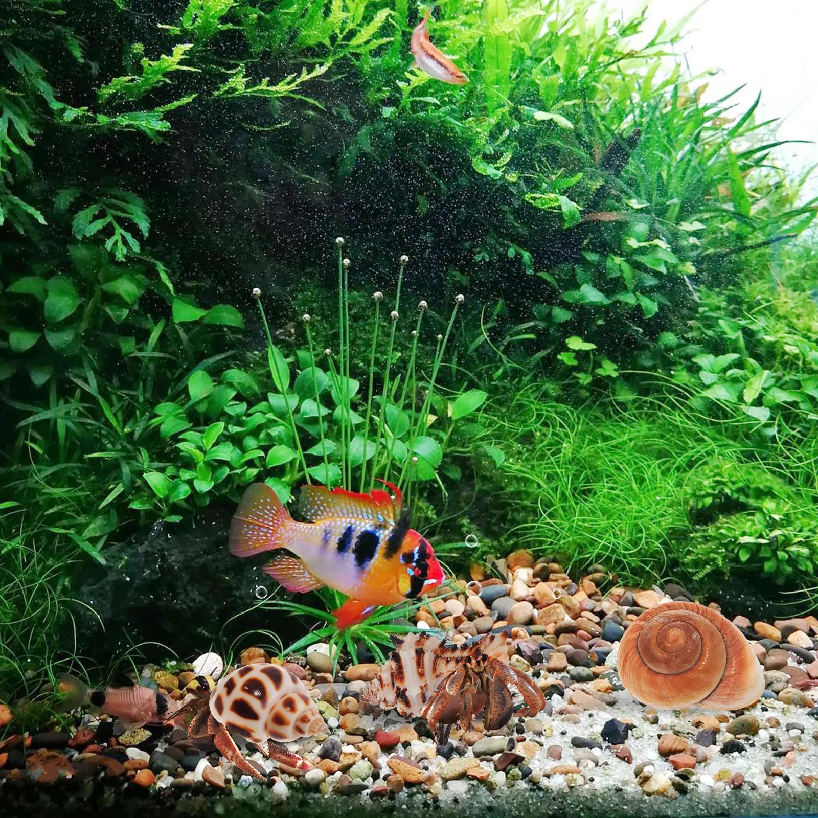 1Set Sturdy Coconut…