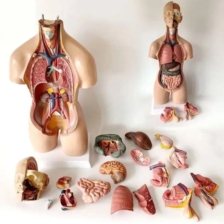 Anatomical Model Toy for Children Educational Simulation Dissecting Constructed Skeleton Internal Organs Medical Biology Gift