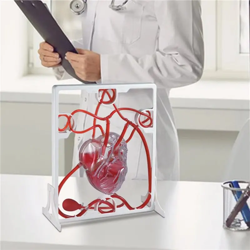 Leading-4X Heart Circulation Model Simulation Science Education For Students Classroom EDU Science Human Body Anatomy Organ