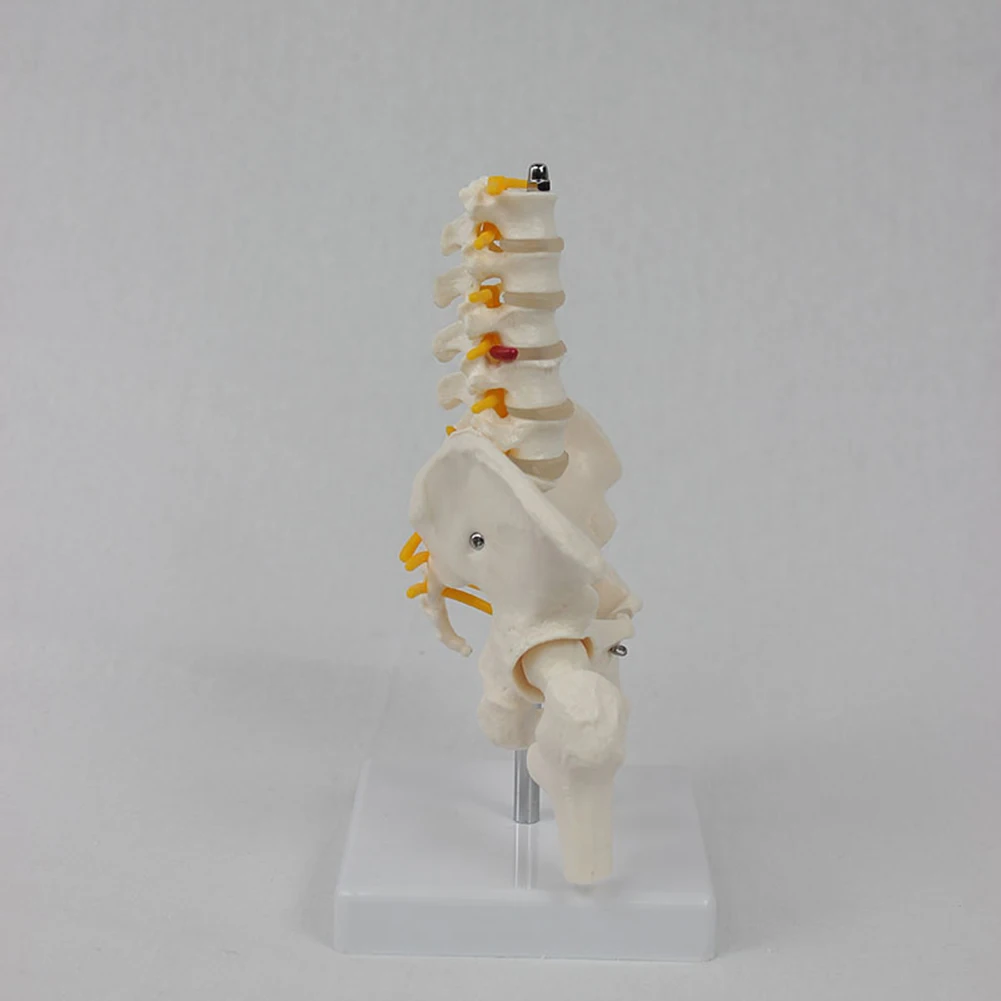 Modelo de columna vertebral de PVC para ortopedia, pélvico humano con cinco vértebras lumbares y férula, modelo de columna vertebral, modelo de