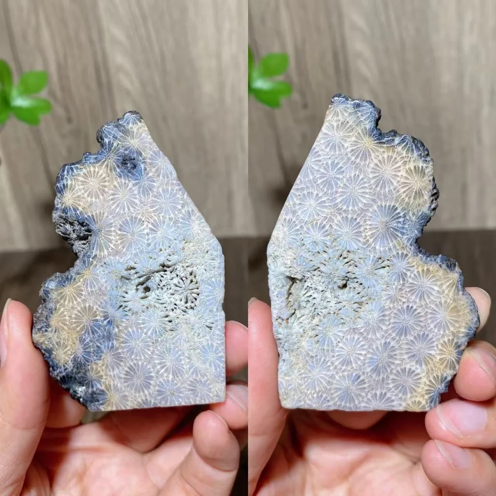 1PCS  Natural Unique Coral Jade Raw Slabs Stone Healing Crystals Reiki Energy Home Decor Crafts,Rough Specimen,Gift