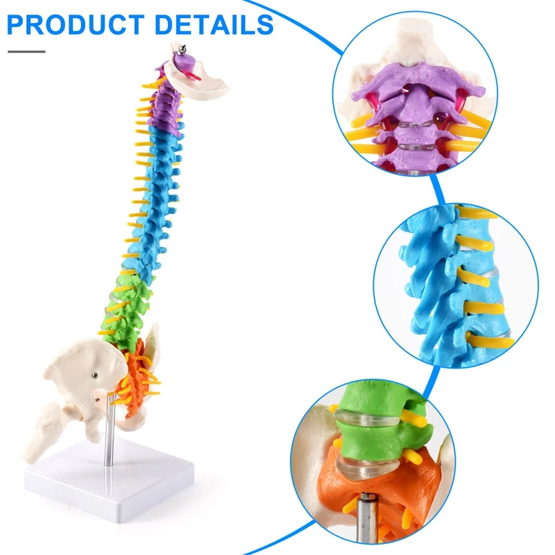 Imagem -04 - Modelo de Coluna Espinhal para Estudantes Humanos Pélvicos Anatomia Recursos para Ensino 45cm