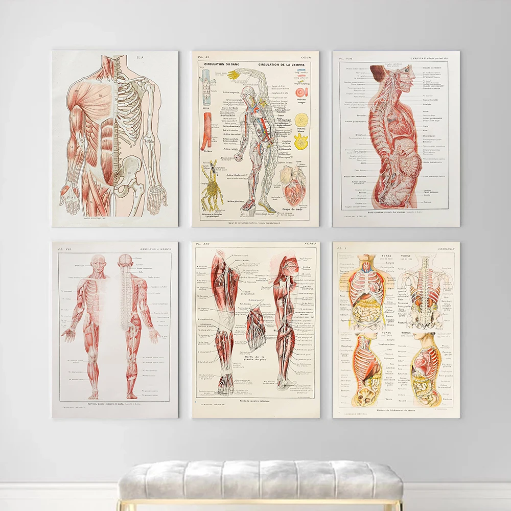 Man Anatomy Body Science Posters Muscular System Medical Educational Office Prints Canvas Painting Wall Pictures Home Room Decor