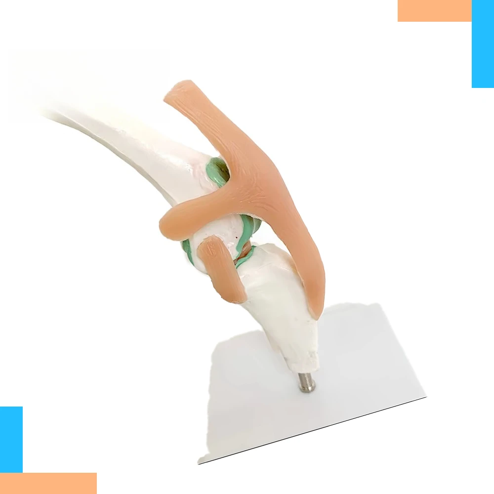 Medical PVC Dog Knee Anatomy Model Natural Size Teaching Display Model