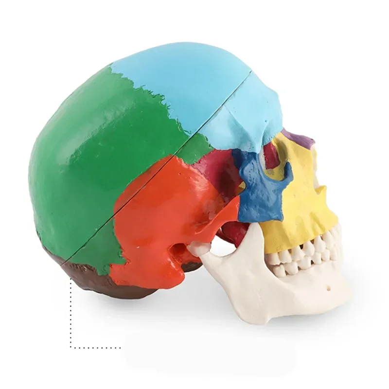 Crânio dental humano destacável para o uso do equipamento e do material da odontologia, modelo detalhado com anatomia colorida da anatomia para o adulto