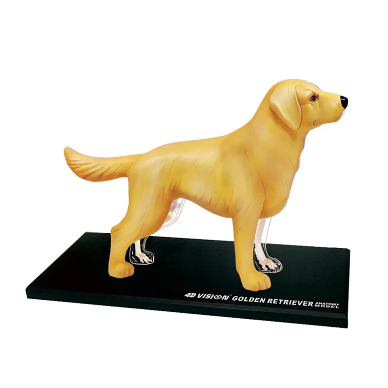 Golden Retriever Dog Visceral Organs and Skeleton Anatomy Assembly Model Animal Teaching Toys