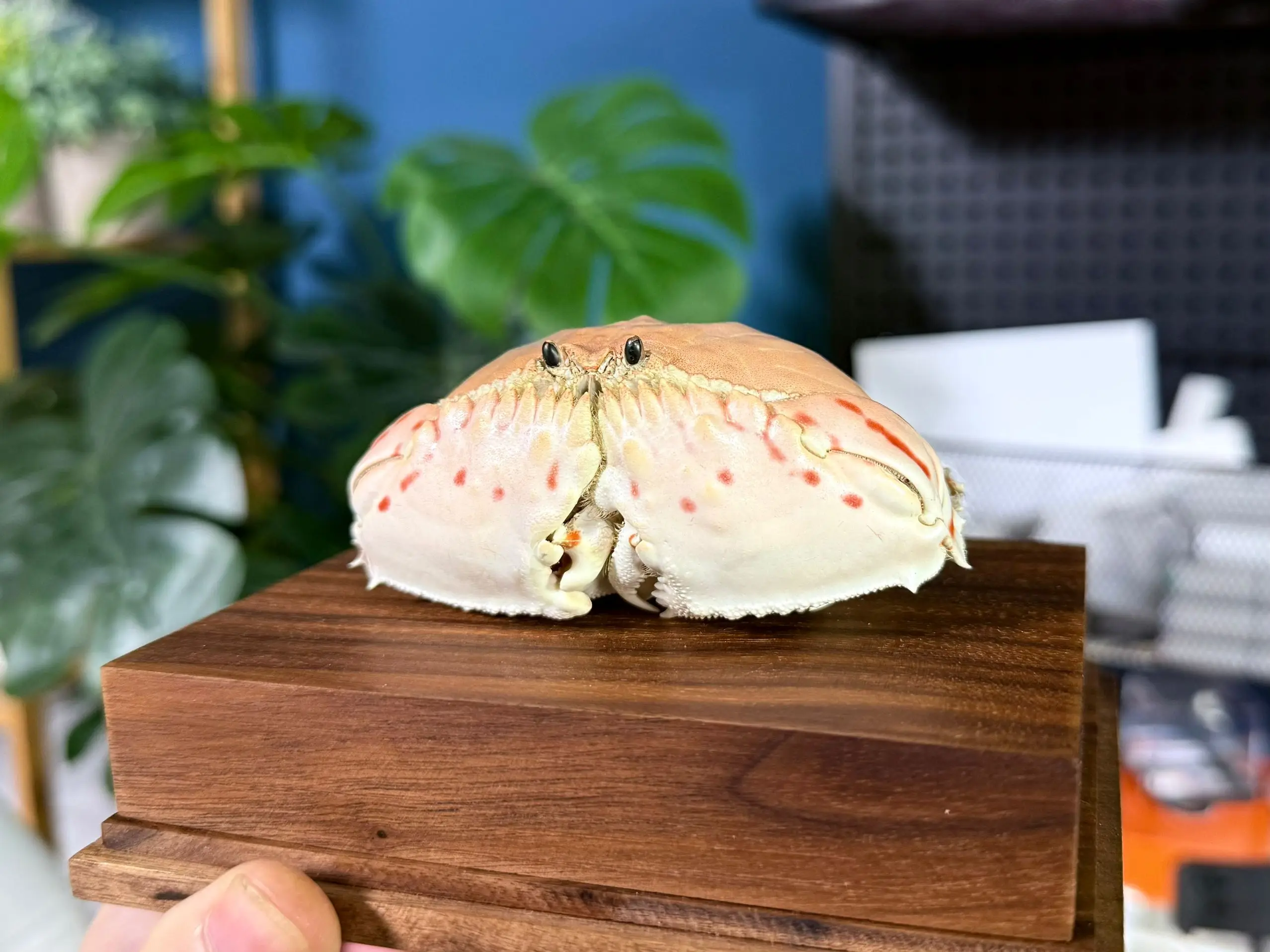 

Calappa Lophos Real Crab Specimen Special Handicrafts Desk Decoration Customized