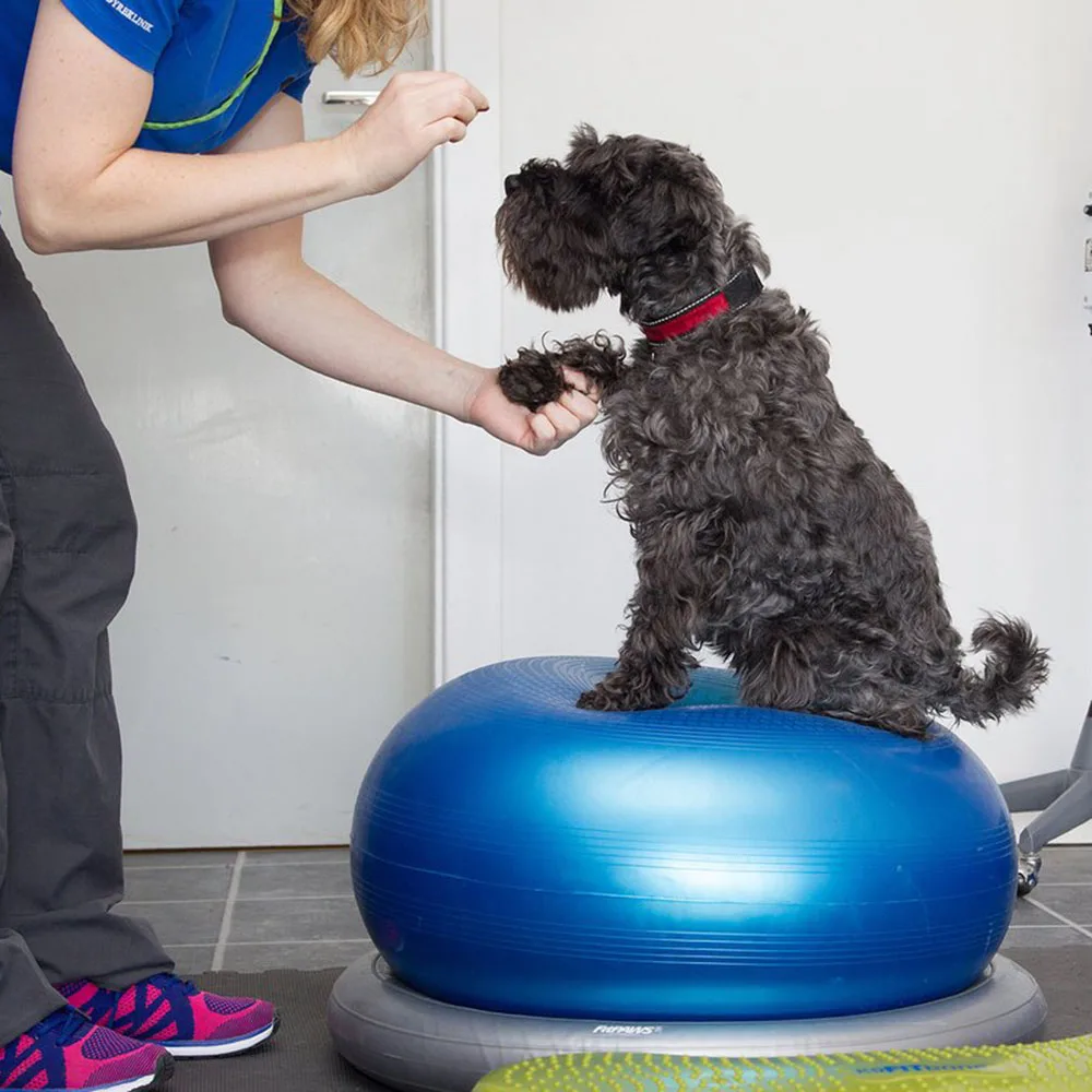 

Dogs Ring Surface Donut Ball Fitness Ball Muscle Weakness Atrophy Training Balance Hind Limb Strength Agility Training Tools