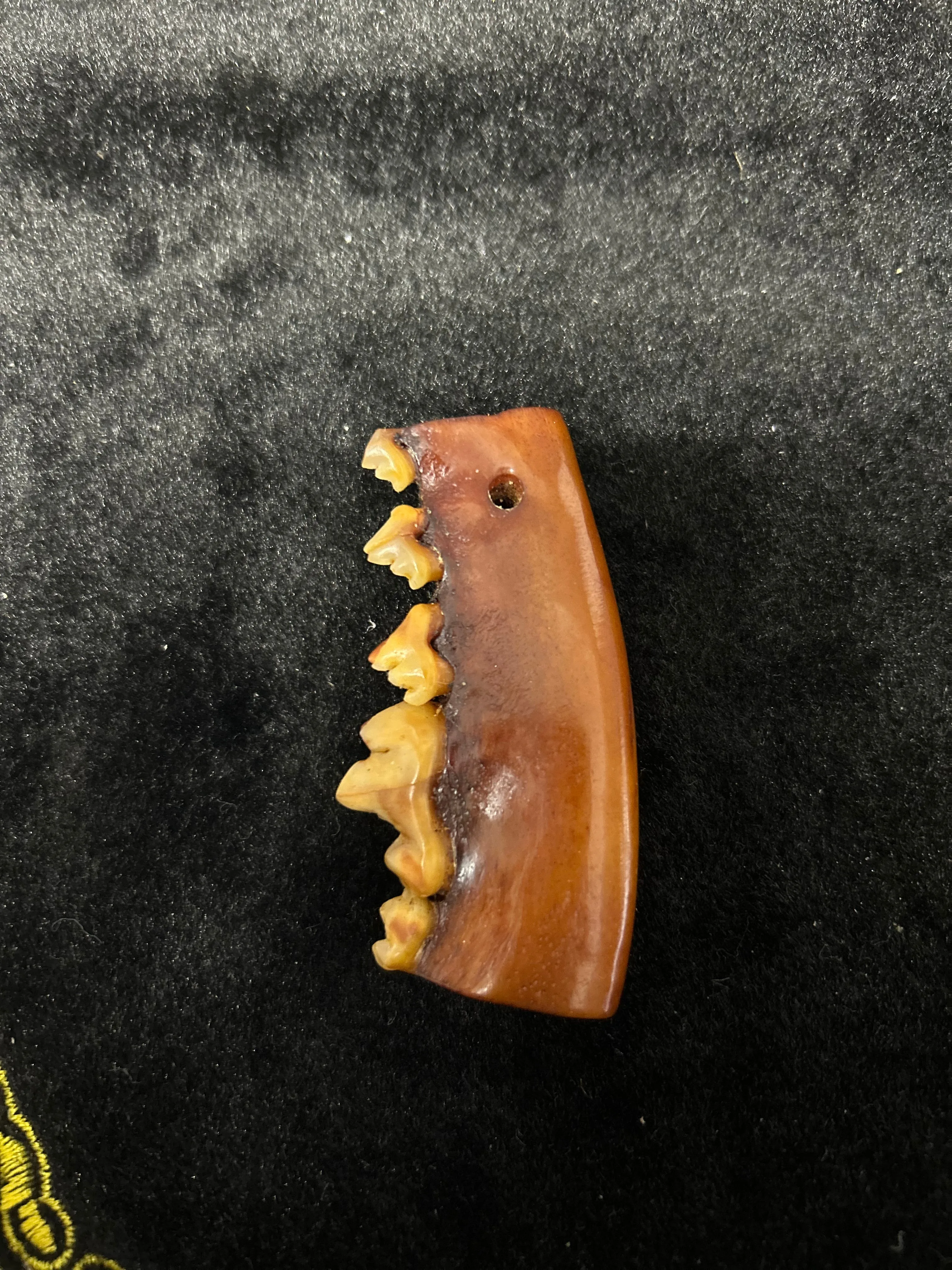 

Natural Animal Outer Mongolian Wild Wolf Upper Jaw Teeth Have Been Punched DIY Pendant Decoration Play Collection Play