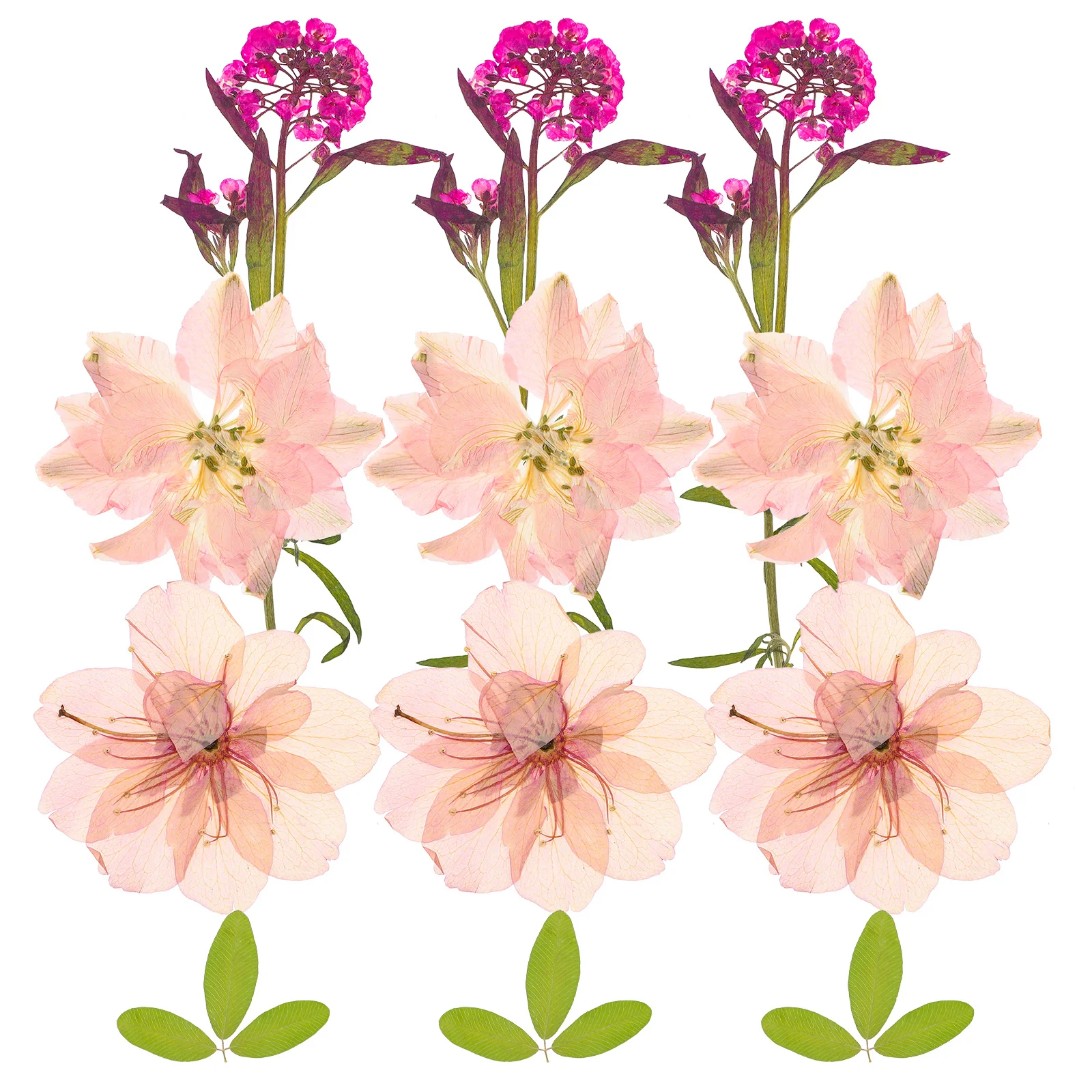 

12pcs Dried Flower Specimen Natural Pressed Flowers For Diy Resin Craft Material Decorative Handmade Supplies Home Party