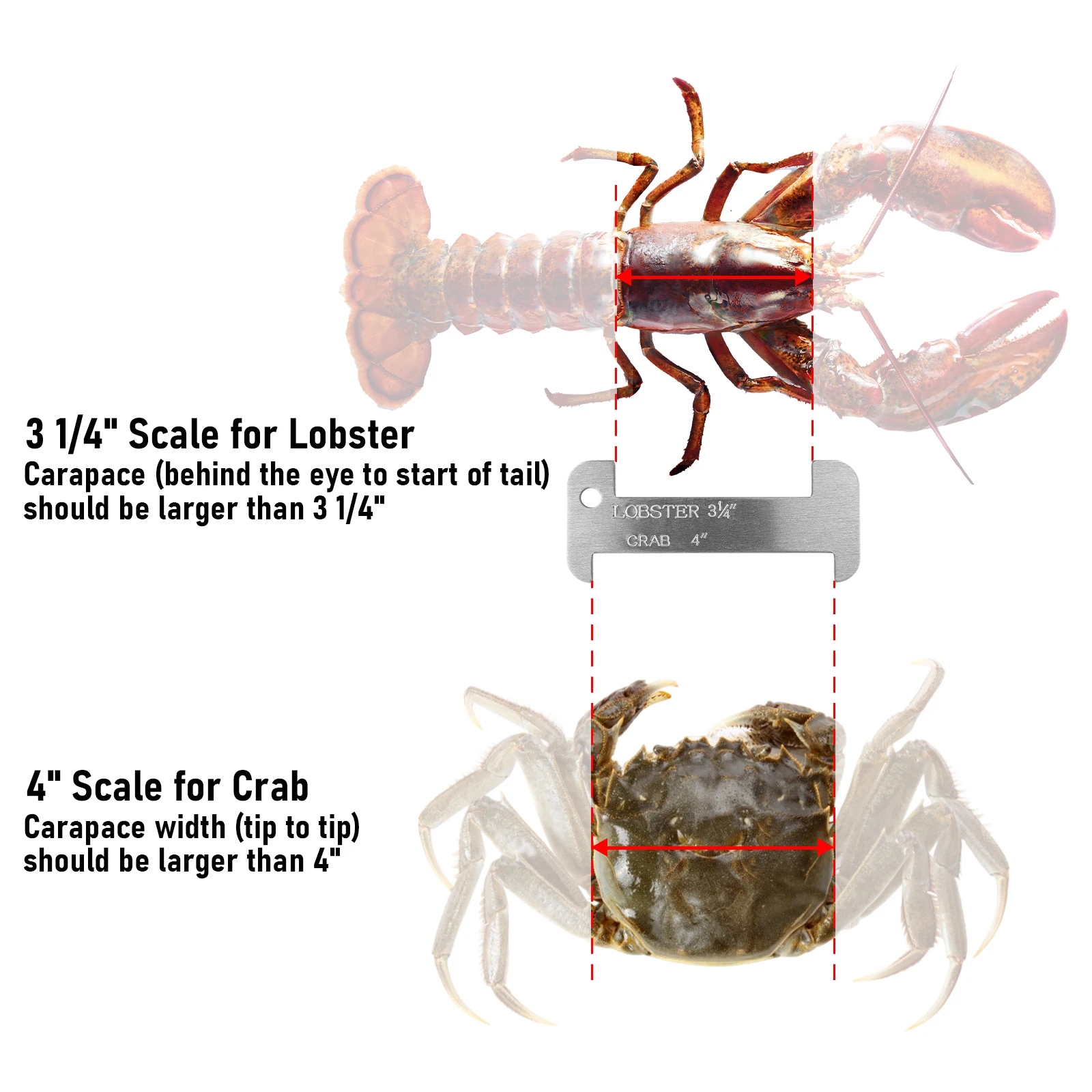 Medidor de cangrejo y langosta aluminio resistente PVC – Para mariscos - imagen 5