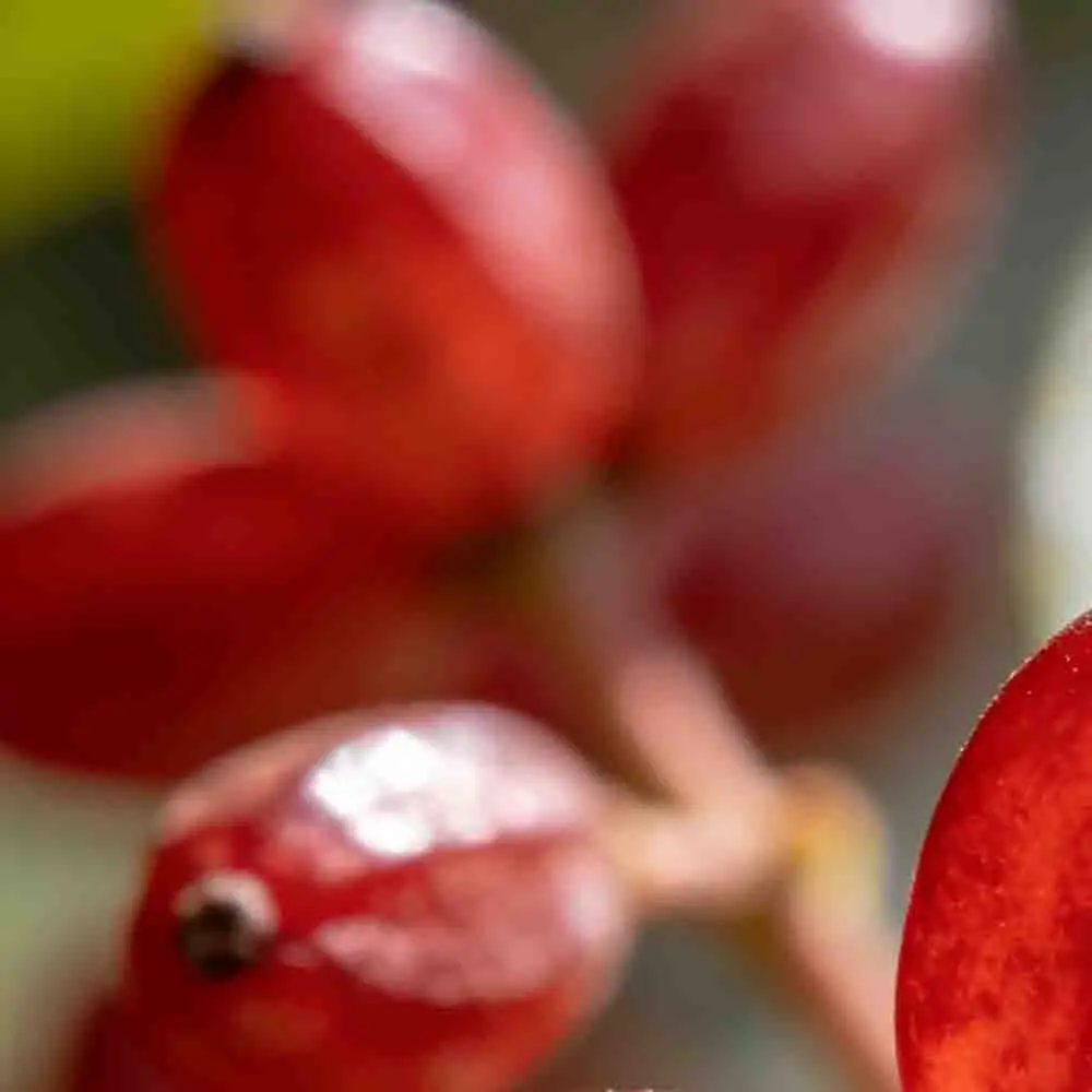 

T-motor CINE60 6S FPV Brushless Motor For FPV Freestyle CINE Film and Television Aerial Photography Acessorios RC