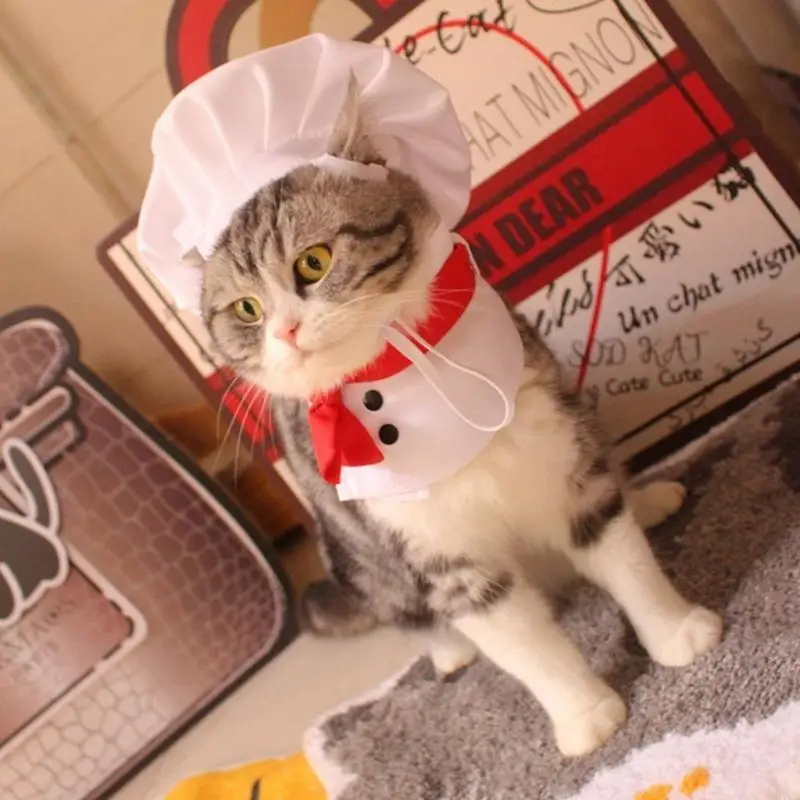 97QD CATS CHIFS HAT Suit Polyester PET CLOTING PET CULLINAL COSTUME COSTUME ALPERT ALPER PET ALPREL مناسبة للقطط والكلاب الصغيرة
