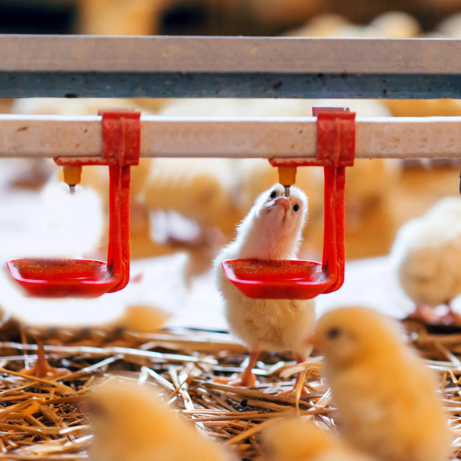 6Pcs Plastic Chick Drinking Bowl Small Poultry Water Dispenser Refillable Brood Water Container for Farm Poultry Drinking Tool