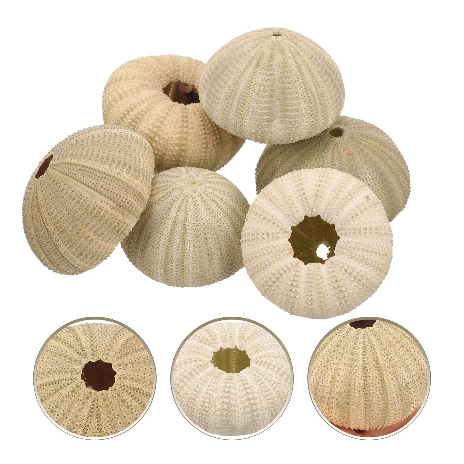 

6 pcs Sea Shells Decoration 4 6CM Green Color Bonsai Aquarium Vase Ornament Fish Tank Decor Home Crafts