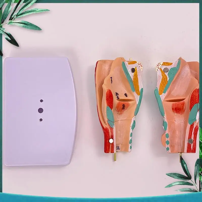 

(НОВИНКА) Модель человека в горле, Анатомически точная модель горла, Анатомическое обучение в классе Дисплей Обучение - Модель