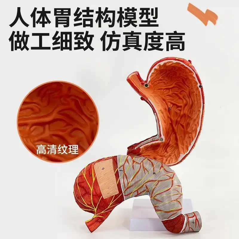 A Human Stomach Anatomical Structure Model 1.5 Enlarged And Removable 2 Parts Medical Hospital School Teaching Explanation Ornam