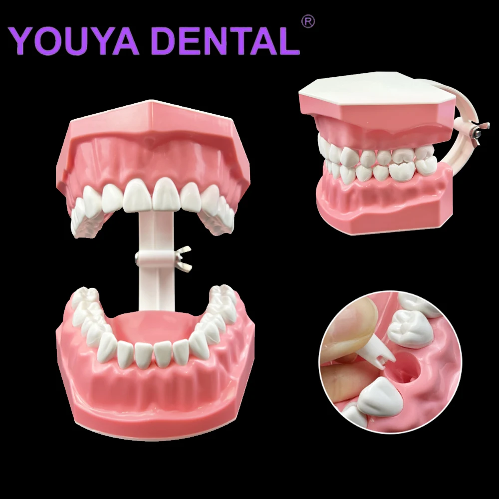 Dental Teeth Models Teaching Study Demonstration Typodont Tool Standard Model Students Training Dentist Teaching Aids Model