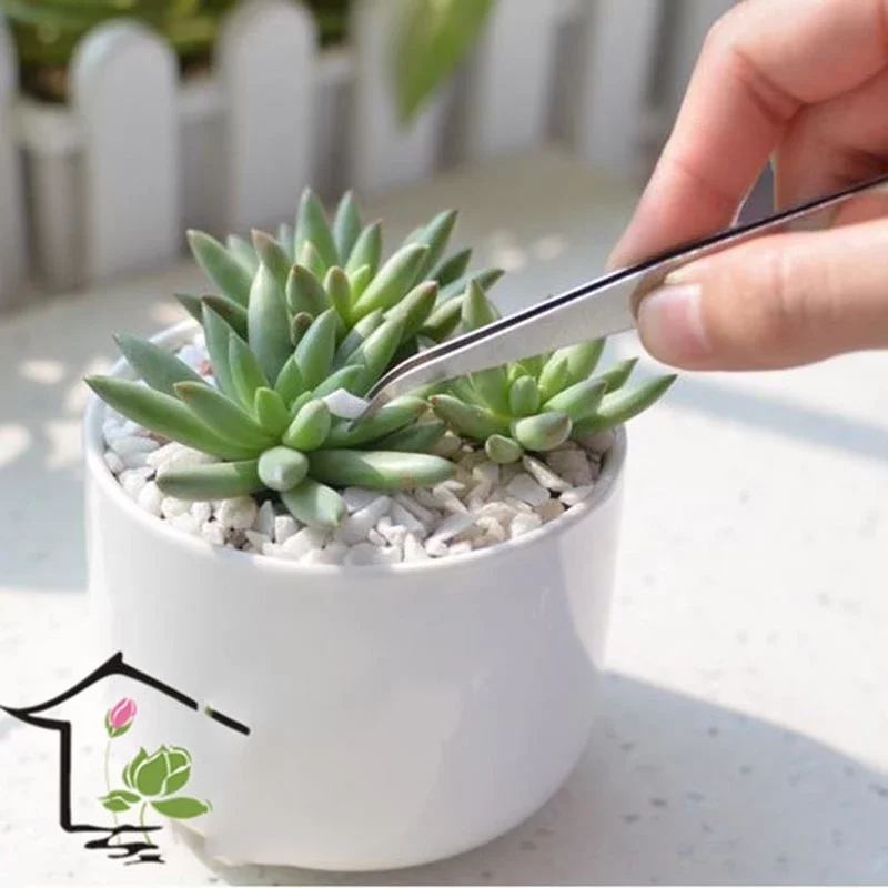 2pcs/lot Stainless Steel Curved Tweezer Stainless Steel Tweezer Outdoor Bonsai Tools Succulent tools Plant Home Garden Tools